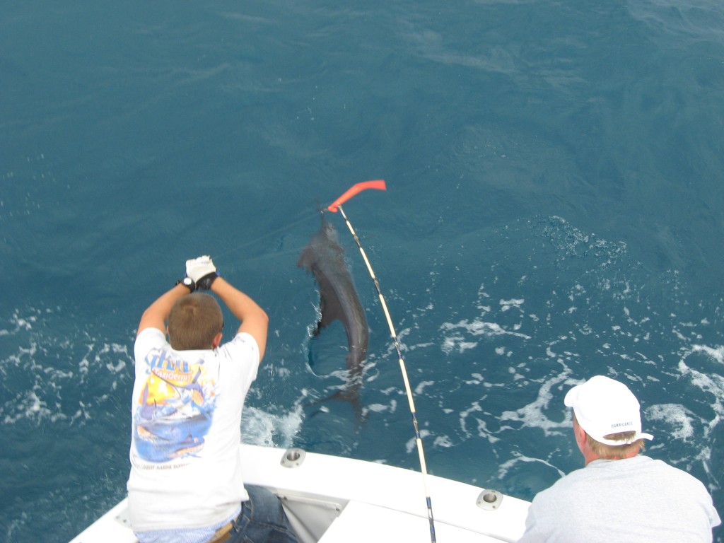 01/20/14 Boca Raton Fishing Report: Sailfish, Amberjack, Mahi Mahi, Top List For Offshore Charters