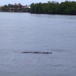 01/06/14 Boca Raton Fishing Report: Tarpon And Jacks Biting For Inshore Charters