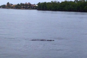 01/06/14 Boca Raton Fishing Report: Tarpon And Jacks Biting For Inshore Charters