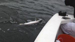 01/06/14 Boca Raton Fishing Report: Tarpon And Jacks Biting For Inshore Charters