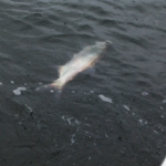 01/06/14 Boca Raton Fishing Report: Tarpon And Jacks Biting For Inshore Charters