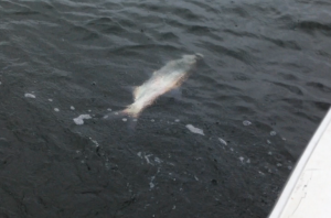 01/06/14 Boca Raton Fishing Report: Tarpon And Jacks Biting For Inshore Charters