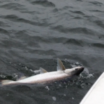 01/06/14 Boca Raton Fishing Report: Tarpon And Jacks Biting For Inshore Charters