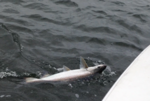 01/06/14 Boca Raton Fishing Report: Tarpon And Jacks Biting For Inshore Charters