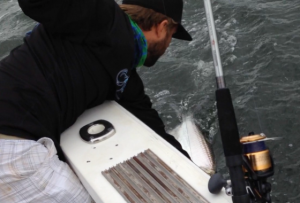 01/06/14 Boca Raton Fishing Report: Tarpon And Jacks Biting For Inshore Charters