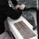 01/06/14 Boca Raton Fishing Report: Tarpon And Jacks Biting For Inshore Charters