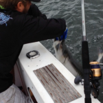 01/06/14 Boca Raton Fishing Report: Tarpon And Jacks Biting For Inshore Charters