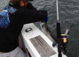 01/06/14 Boca Raton Fishing Report: Tarpon And Jacks Biting For Inshore Charters