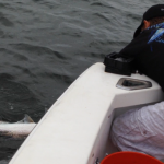 01/06/14 Boca Raton Fishing Report: Tarpon And Jacks Biting For Inshore Charters