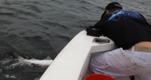 01/06/14 Boca Raton Fishing Report: Tarpon And Jacks Biting For Inshore Charters