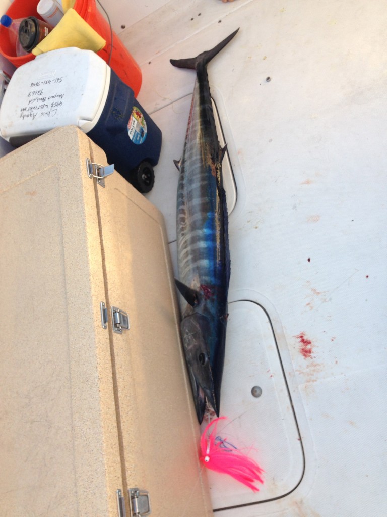 02/05/14 Boca Raton Fishing Charters Report: Catch A Wahoo Aboard The "Billy Goat"
