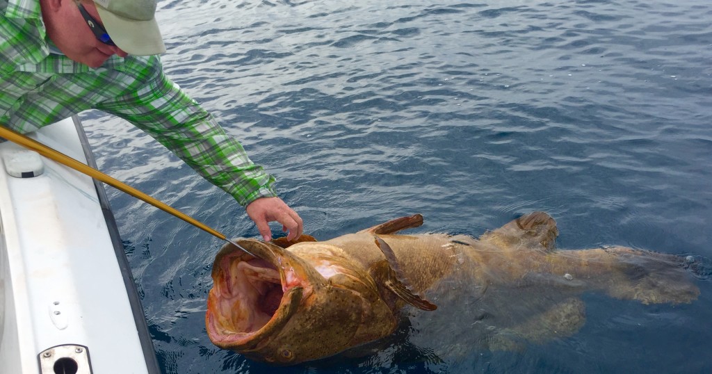 Boca Raton Fishing Report: Snook Bite For Inshore Charters, Goliath Grouper, Wahoo, And Bonito Offshore