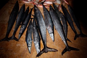 Best Wahoo Fishing Charter Captain In Florida- Capt. Chris Agardy