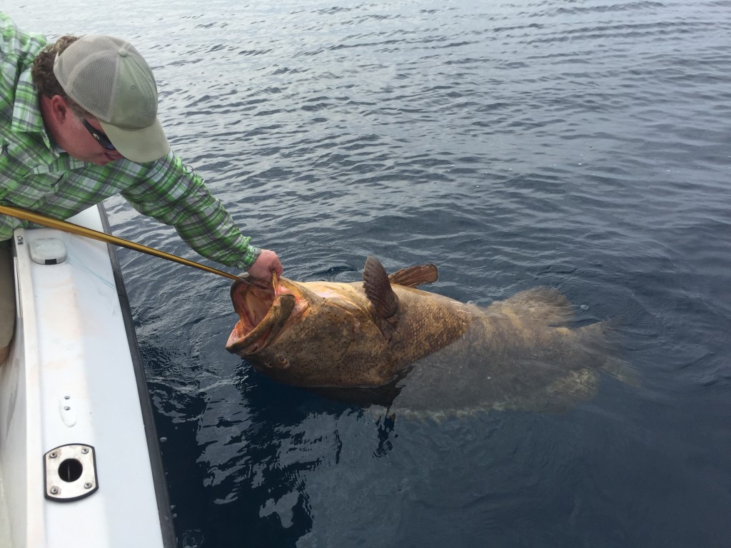 Delray Beach Goliath Grouper Fishing Charters