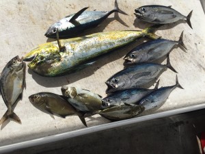 11/09/15 Boca Raton Fishing Report: Jacks Inshore- Tuna, Mahi, Sailfish, And Sharks Offshore