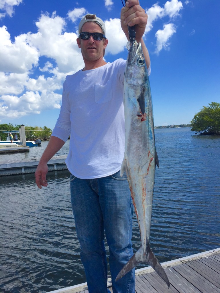 April 5- The bigger kingfish are starting to show up. This nice one was caught on a live pilchard near Boynton Inlet on the morning deep sea charter.