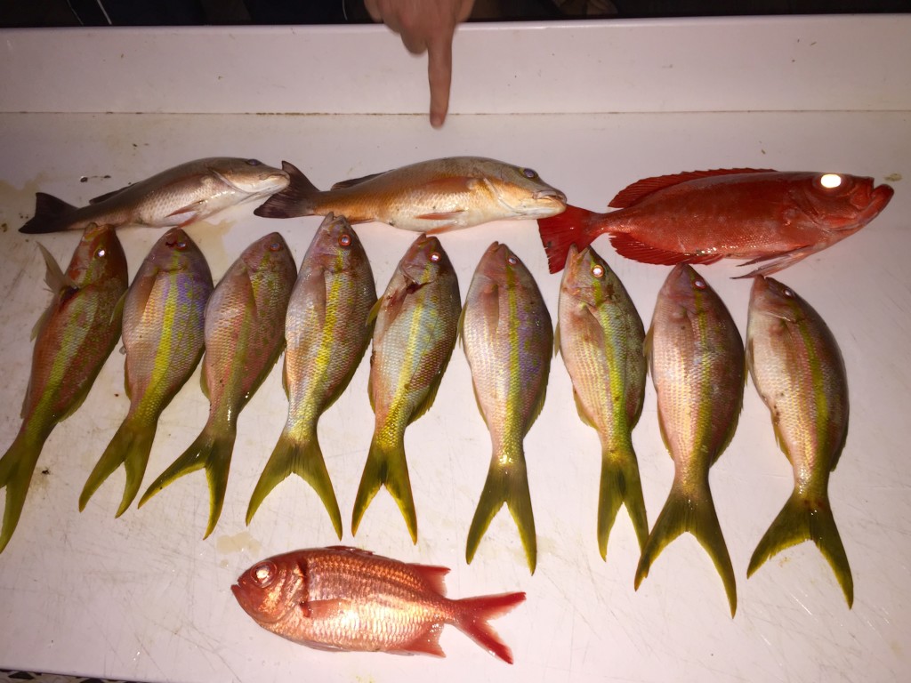 April 4- It was a decent night fishing charter for snapper with 9 yellowtails, two mangroves, and a couple bigeye toro.