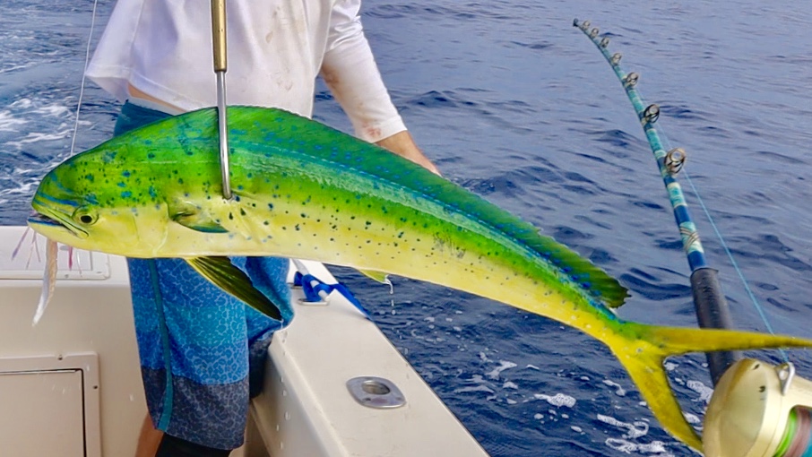 Mahi Mahi 11/23/19