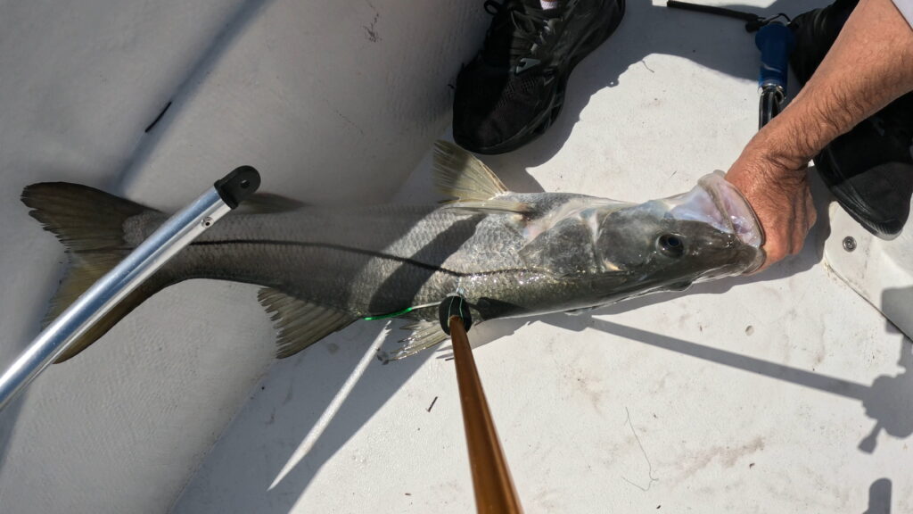 Tagging Snook in Jupiter